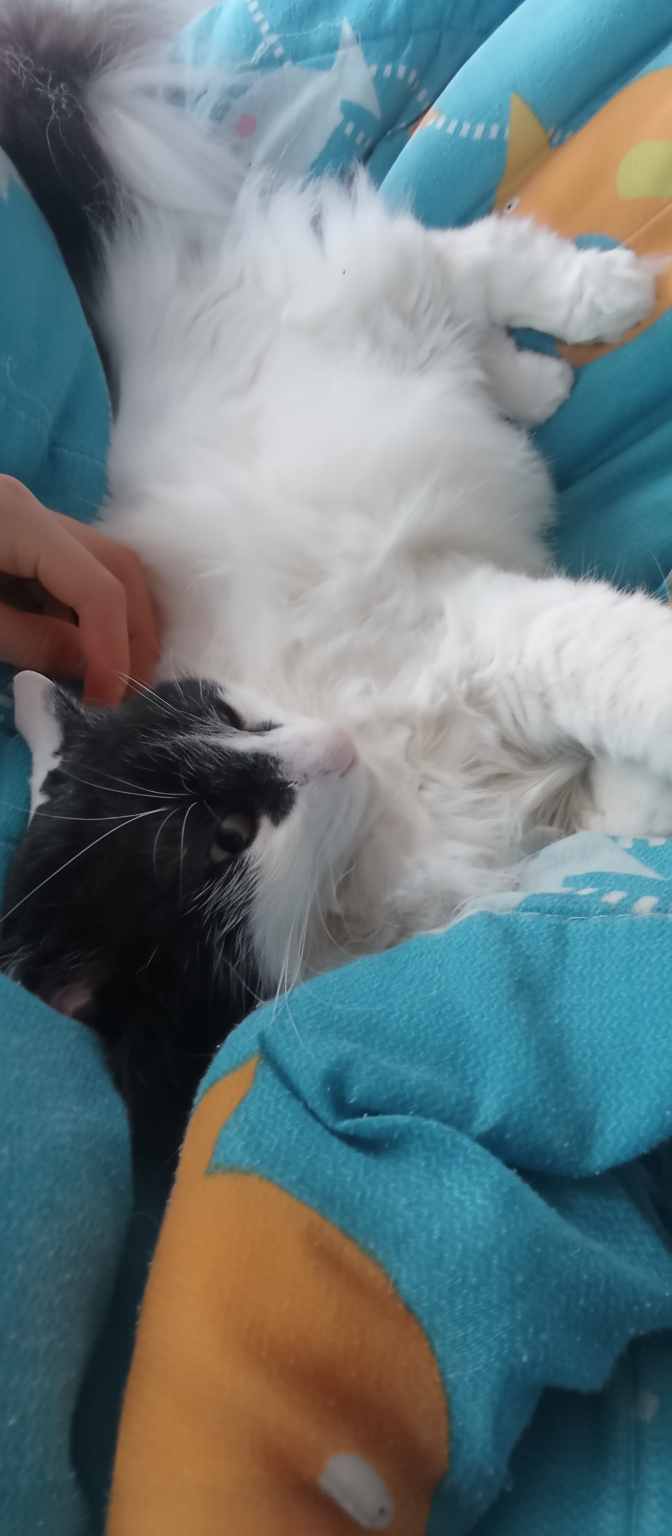 Gata protectora